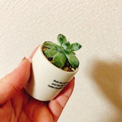 多肉植物英字ミニプランター植えの画像