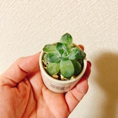 多肉植物英字ミニプランター植えの画像