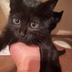 黒猫仔猫（黄色）オス