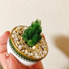 多肉植物ティーカップ植えの画像