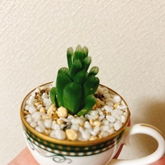 多肉植物ティーカップ植えの画像