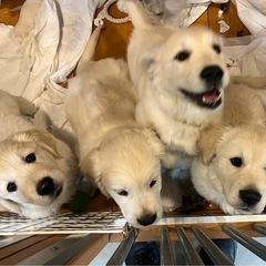 [パート、アルバイト募集】猫・犬のお世話スタッフ募集！動物好きな方歓迎♪《名古屋市港区》の画像