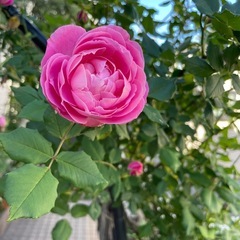 　　バラ苗　ラレーヌビクトリアの画像