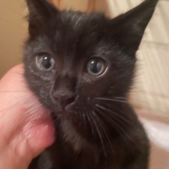 黒猫仔猫（ピンク）メス