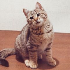 生後3か月♂キジトラ4兄弟(レオ)