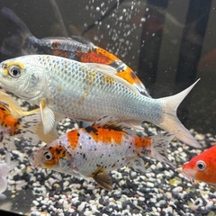 銀鱗和金の画像