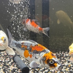 錦鯉(ドイツ鯉)の画像