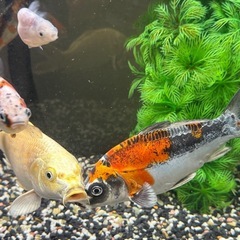 錦鯉(ドイツ鯉)の画像