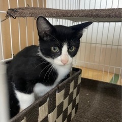 生後４ヶ月✨元気いいオス猫✨白血病・エイズ陰性🐈🍀