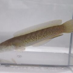 スチュアート・スネークヘッド　11-12センチ　チャーム出身の画像