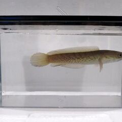 スチュアート・スネークヘッド　11-12センチ　チャーム出身の画像