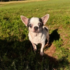 ❤️約5歳のチワワ里親緊急募集