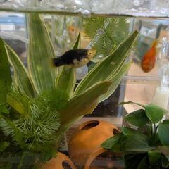 多分タキシード プラティ の稚魚 熱帯魚 さかな 2匹の画像