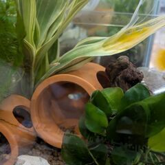 多分タキシード プラティ の稚魚 熱帯魚 さかな 2匹の画像