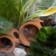 多分タキシード プラティ の稚魚 熱帯魚 さかな 2匹の画像