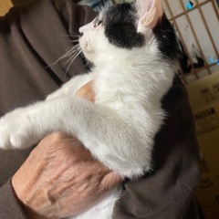 ブスかわ♡ 5ヶ月 − 福島県