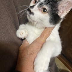 ブスかわ♡ 5ヶ月 - 会津若松市