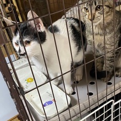 ブスかわ♡ 5ヶ月 - 猫