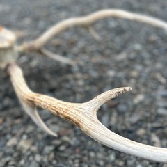 鹿のツノ　全部セットの画像