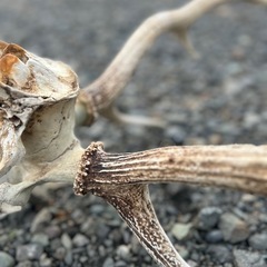 鹿のツノ　全部セットの画像