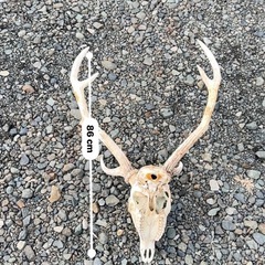 鹿のツノ　全部セットの画像