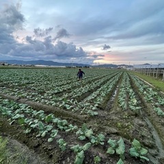 短期【1月～3月】アルバイト募集！収穫・箱詰めの画像