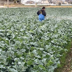 短期【1月～3月】アルバイト募集！収穫・箱詰めの画像