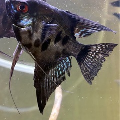エンゼルフィッシュ①の画像