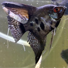 エンゼルフィッシュ①の画像