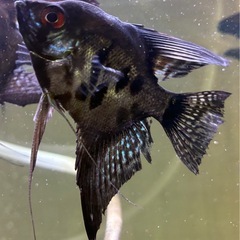 エンゼルフィッシュ①の画像