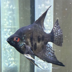 エンゼルフィッシュ①の画像