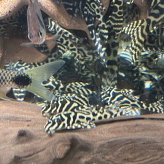 キンペコ（俺1×オマケＶｅｒ3）の画像