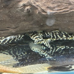 キンペコ（俺1×オマケＶｅｒ3）の画像