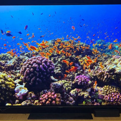 パネル新品! パナソニック VIERA TH-65GZ1000 [4K有機ELテレビ 65インチ]の画像