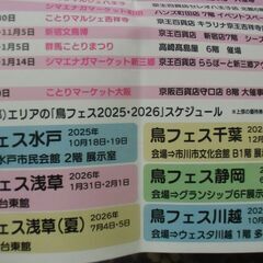 ●無料● 2025年 2026年 鳥フェス 千葉 浅草 静岡 川越 優待券 / ことりカフェ上野本店 カフェ利用割引券 差し上げます。の画像