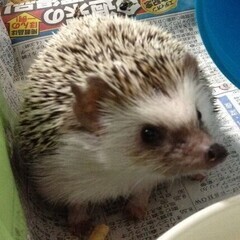 初心者：シニア　ギター(男女問いません)緊急募集！