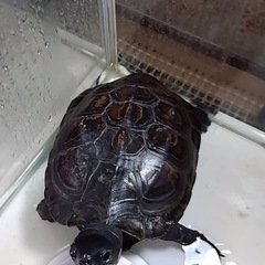 【里親決定しました】クサガメ里親募集