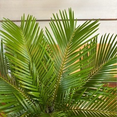 ソテツ お取引中の画像