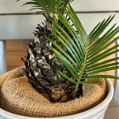 ソテツ お取引中の画像