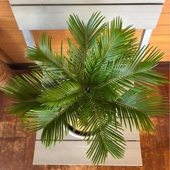 ソテツ お取引中の画像