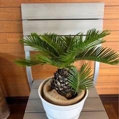 ソテツ お取引中の画像