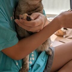 キジトラの女の子・元気いっぱいの甘えん坊です（約３歳半）