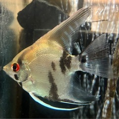エンゼルフィッシュ②の画像