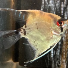 エンゼルフィッシュ②の画像