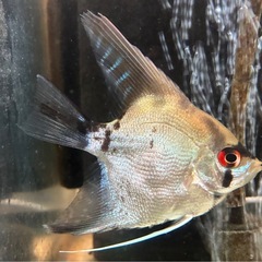 エンゼルフィッシュ②の画像