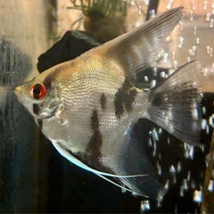 エンゼルフィッシュ②の画像