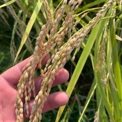 【数量限定】令和7年産きぬむすめ　お米玄米30kg🌾白米でも販売できます🍚の画像