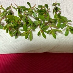 多肉植物紅稚児カット苗の画像
