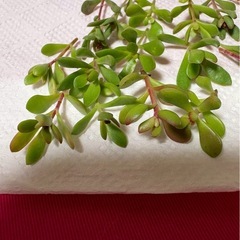 多肉植物紅稚児カット苗の画像
