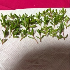 多肉植物紅稚児カット苗の画像